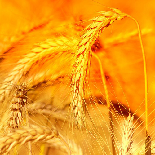 【潤安機械】如何選擇糧食輸送機？